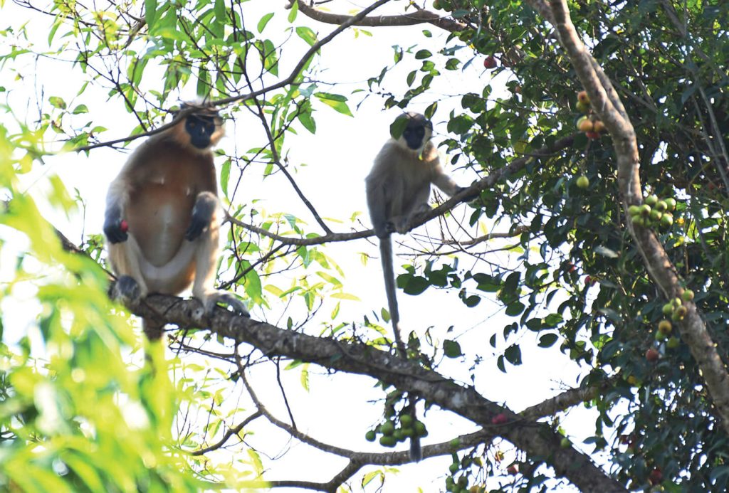 চিরসবুজ বনে বিপন্ন মুখপোড়া হনুমান