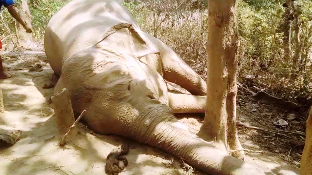 রাঙামাটিতে ‘বাচ্চা প্রসবের’ সময় হাতির মৃত্যু