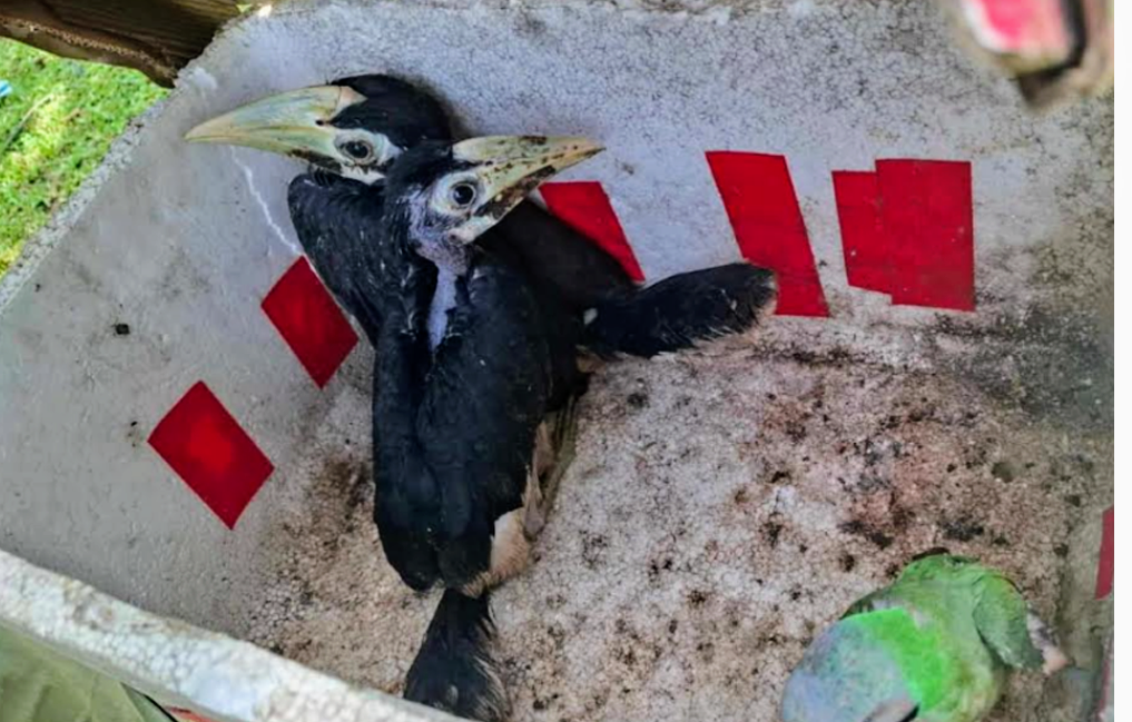 রাঙামাটিতে বিলুপ্তপ্রায় ধনেশ পাখি উদ্ধার